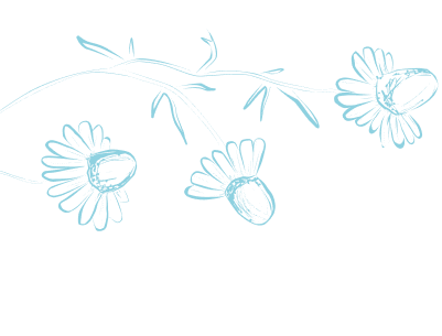 Left chamomile