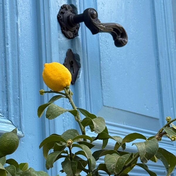 Lemon Night