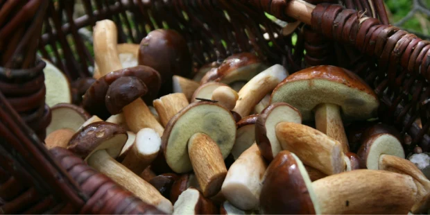 Mushroom picking